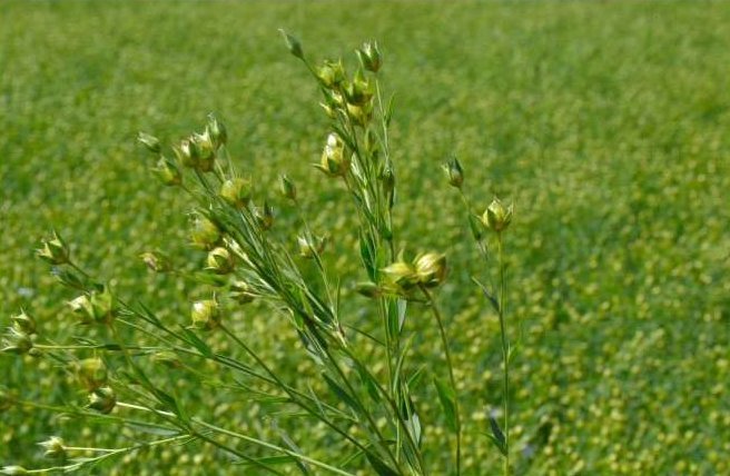 What's the difference between Linseed & Flax, A detailed explanation from  our Linseed Farmer Durwin Banks., By The Linseed Farm - Linseed & Flaxseed  Specialist