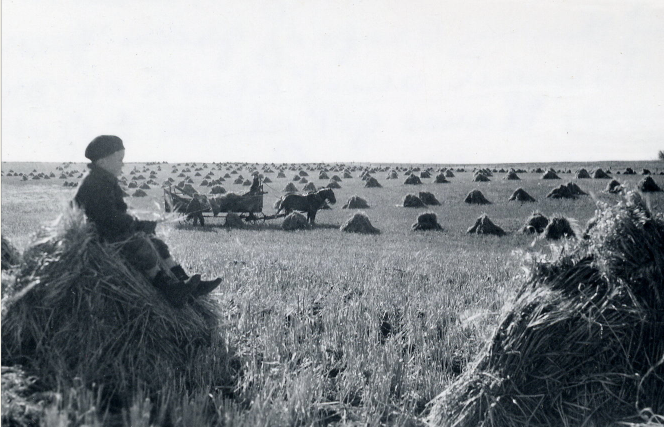 A child is in a field that has been harvested and is covered with stooks of grain. The child is sitting on a stook, as his parents use a horse and wagon in the background.