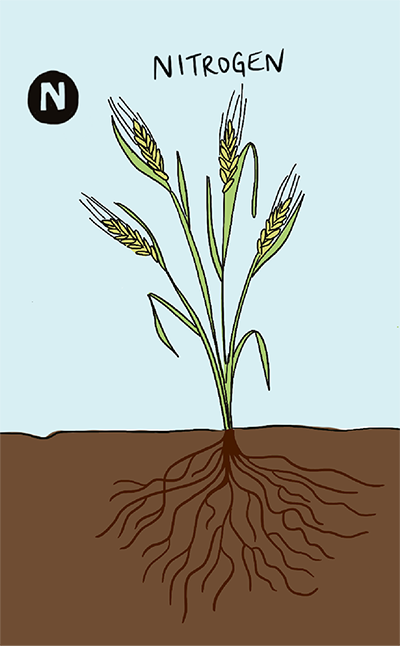 An illustrated wheat plant is shown, as well as the roots below the soil.