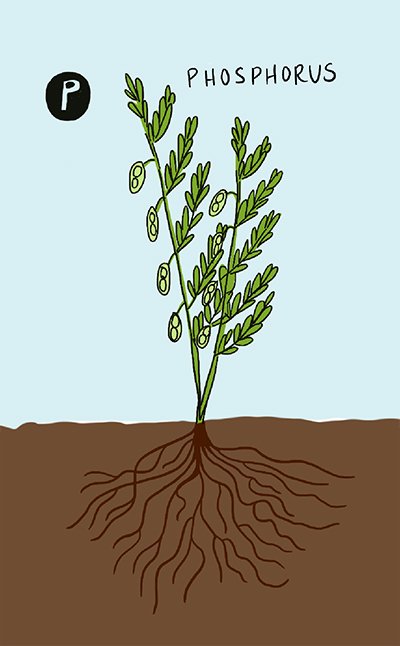 An illustrated canola plant is shown, as well as the roots below the soil.