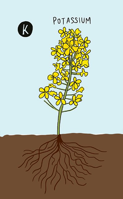 An illustrated canola plant is shown, as well as the roots below the soil.