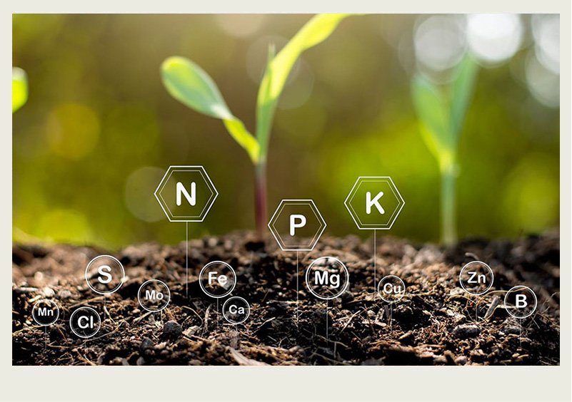 A close-up of an unripe, green crop is shown with a blue sky in the background. Illustrated circles and hexagons with different periodic element symbols in them appear to float on the soil.