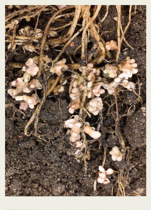 A close-up of nodules on pea roots that look like white and bumpy.