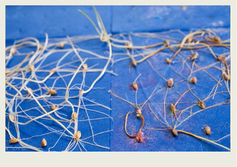 The left side has germinated wheat seeds that are white and healthy and the right side shows germinated wheat seeds that have a fungus growing on them.