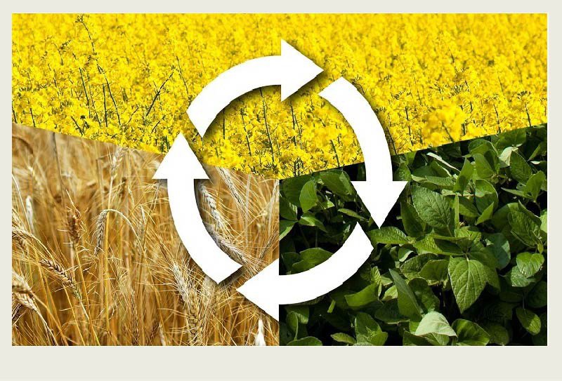 This photo is broken into three sections – one with a canola crop, another with a wheat crop, and another with a pulse crop. There is an image of illustrated rotating arrows in the middle of the crops.