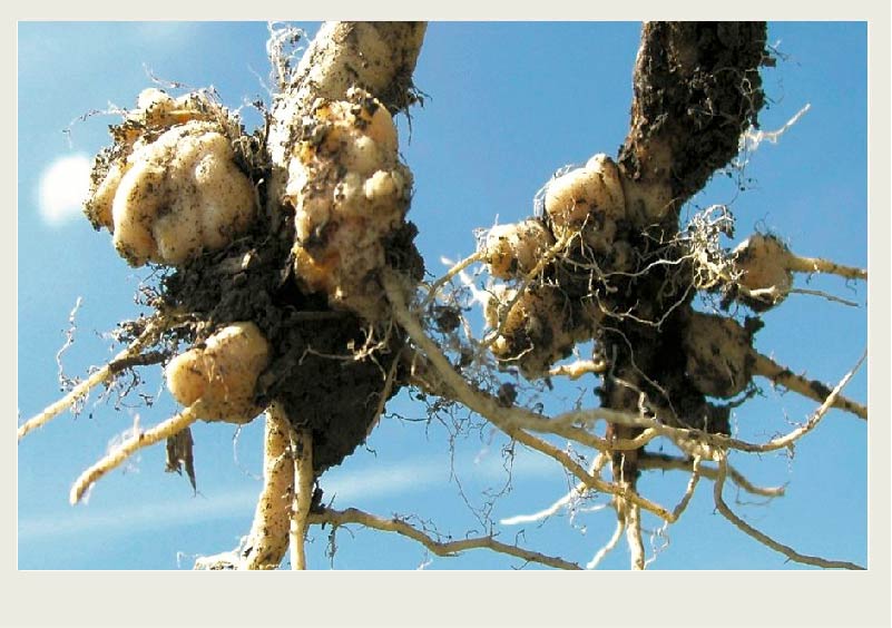 Roots of a canola plant have growths on them from the clubroot disease.