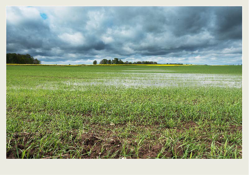 Rain water pools in a field, causing crop damage with dark storm clouds above.