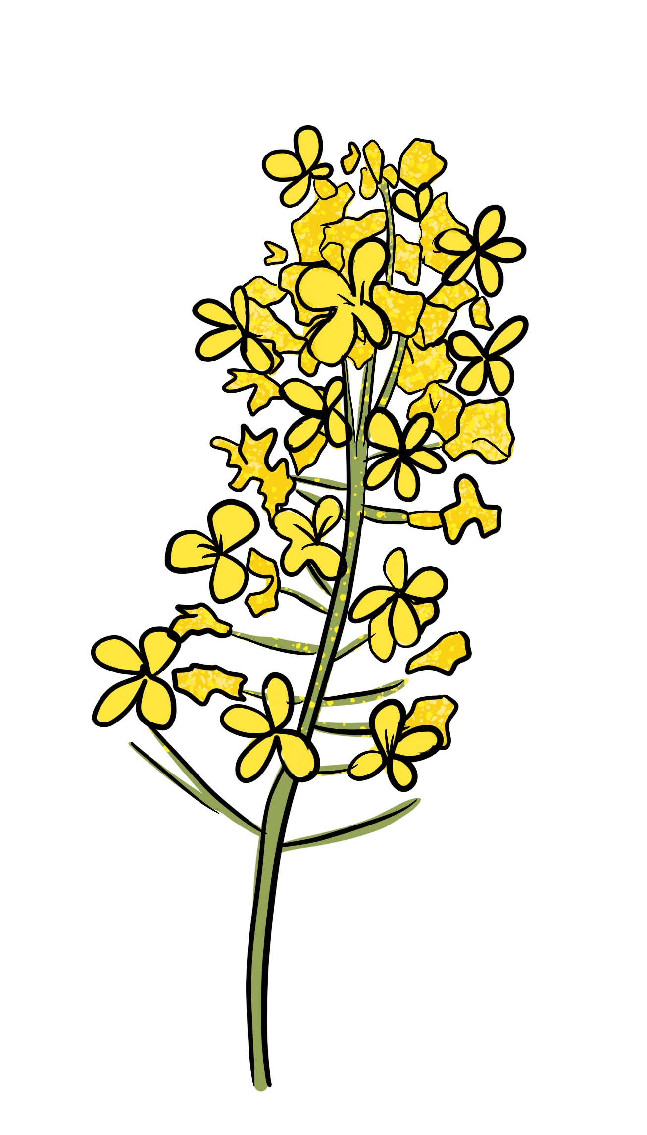 An illustrated canola plant with yellow flowers has the hand-written title under it that says ‘Canola’.