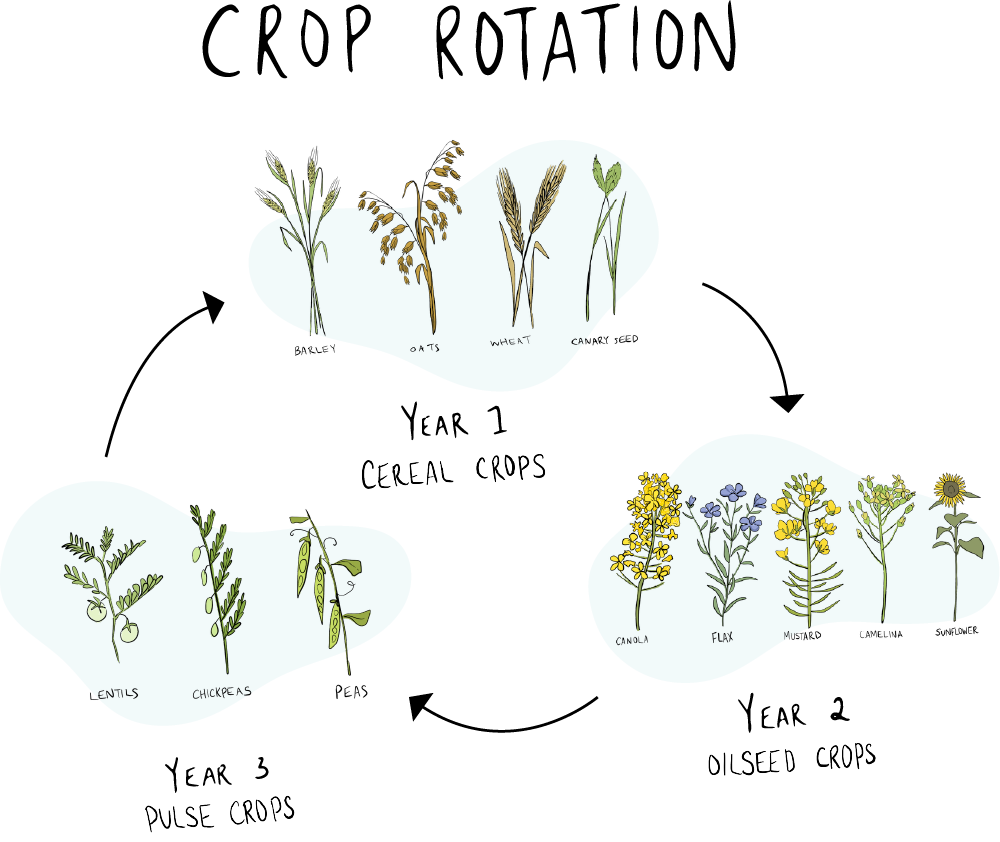 There are three different illustrated groups – cereal crops, pulse crops, and oilseeds crops with an arrow between each image to portray rotating crops.