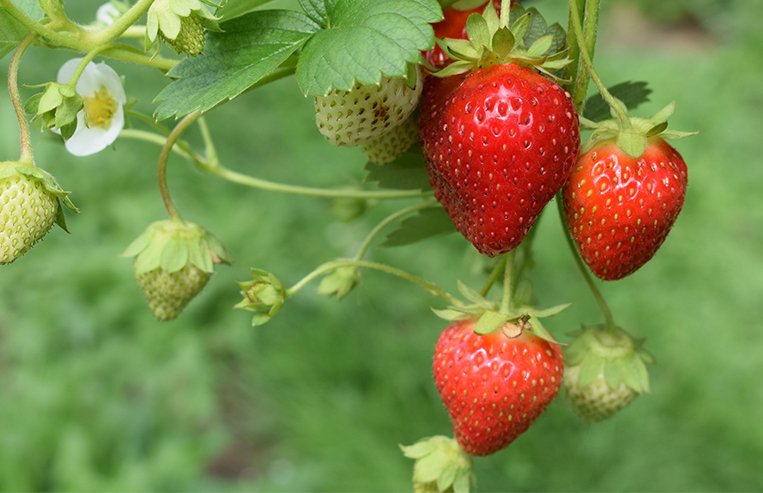 A close-up of a grouping of red and green strawberries hanging from a strawberry plant.