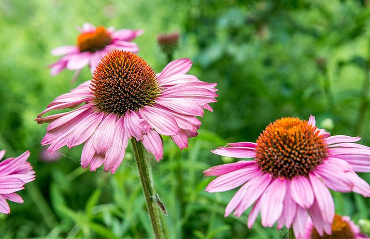 A close-up of a purple echinacea plant is shown with an orange-brown center. There are other echinacea and green grass in the background. 