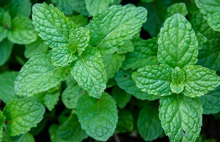 A close-up of a green spearmint plant is shown.