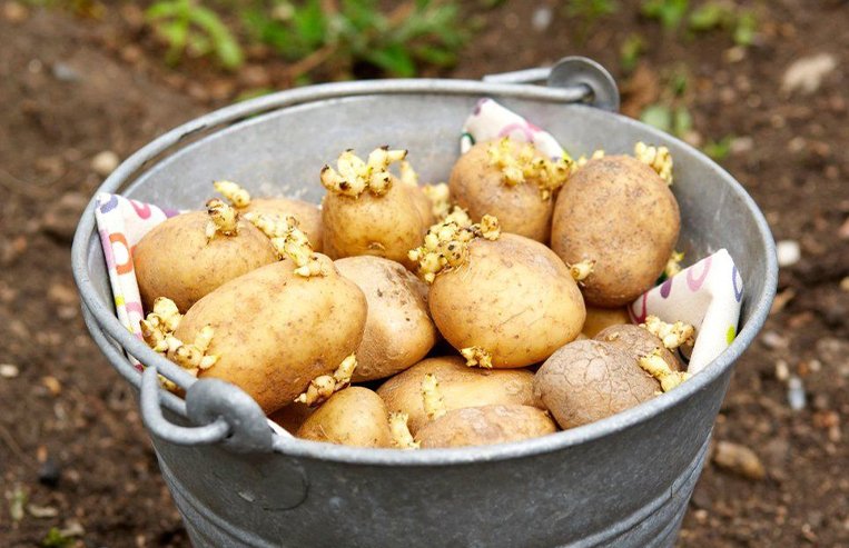 A pail of potatoes with growths on them sits in a garden, ready to plant.