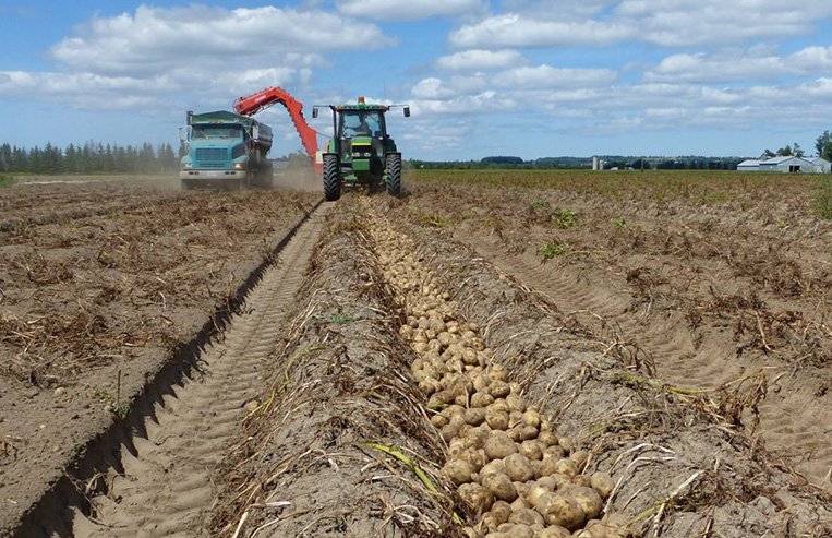 A tractor is pulling a machine that picks up potatoes that have been dug up and left in the field and is dumping them in a semi-truck.