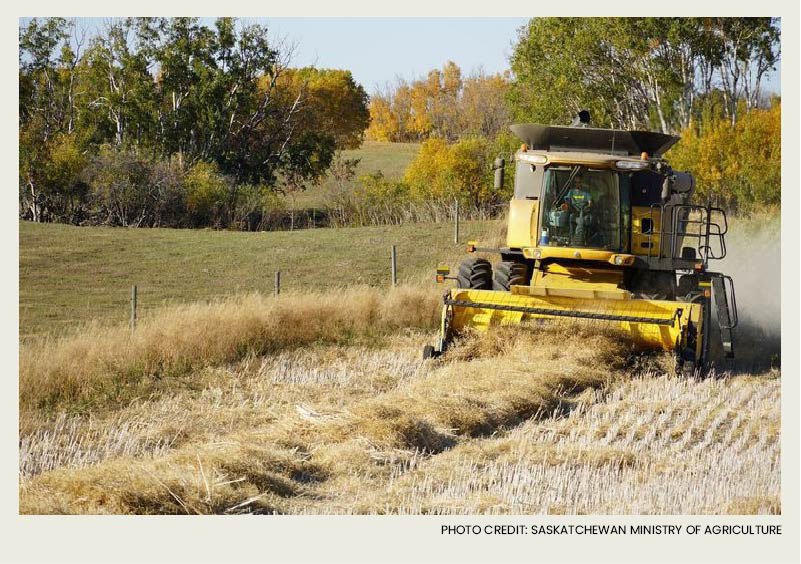 This crop was swathed with a swather and now the combine is picking up the swath.