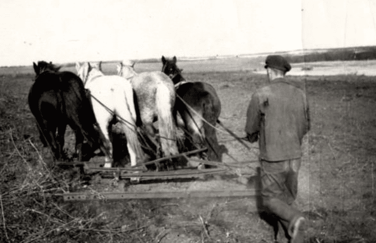 A farmer walks behind a harrow that is being pulled over a farm field by four horses.