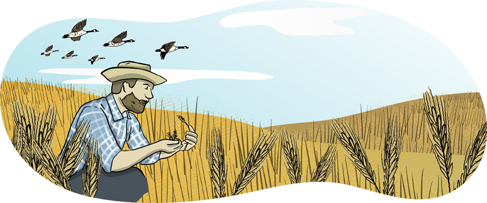 An illustrated man takes a close look at a wheat stalk in his hand, while kneeling in a wheat crop.