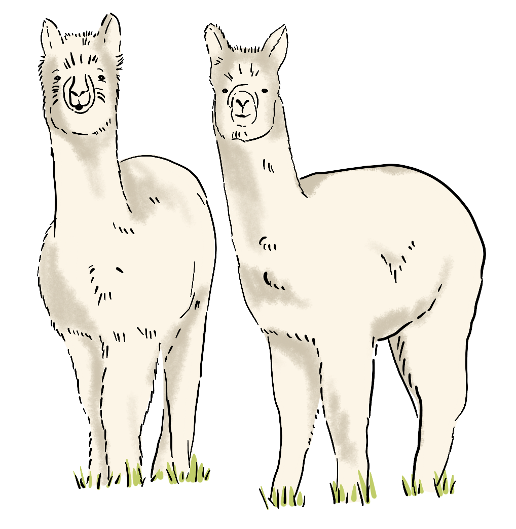 A herd of illustrated alpacas stand in a green pasture.