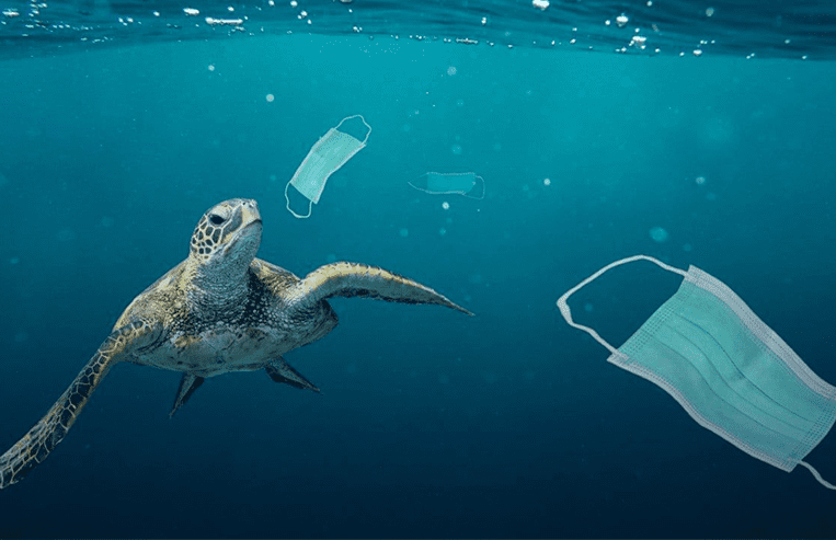 A turtle swims in the ocean while medical masks float in the water.