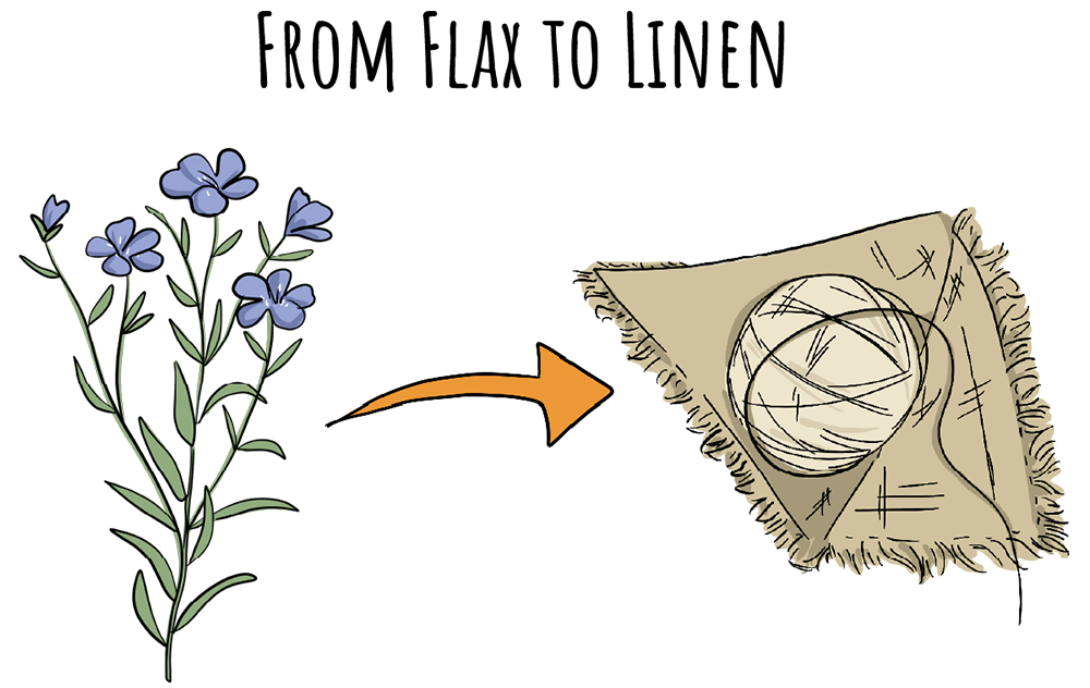 An illustrated flax plant is shown next to a wool ball on a piece of linen. There is an arrow pointing from the flax plant to the wool ball.