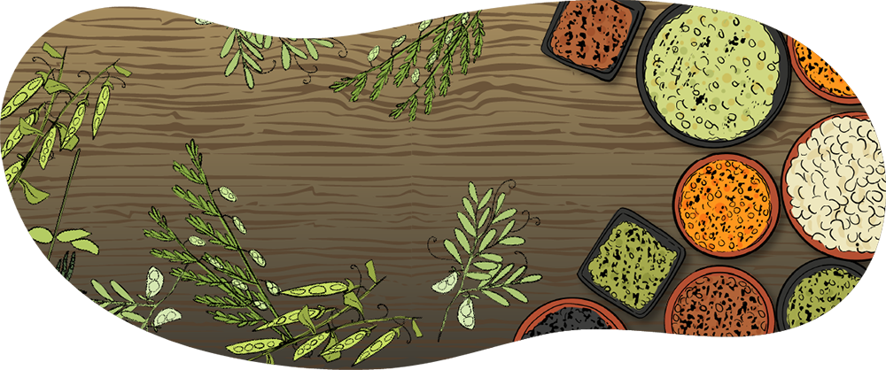 A variety of illustrated pulse crops are shown in bowls on a wooden table. There are stalks of lentils, peas, and chickpeas laying on the table next to the bowls.