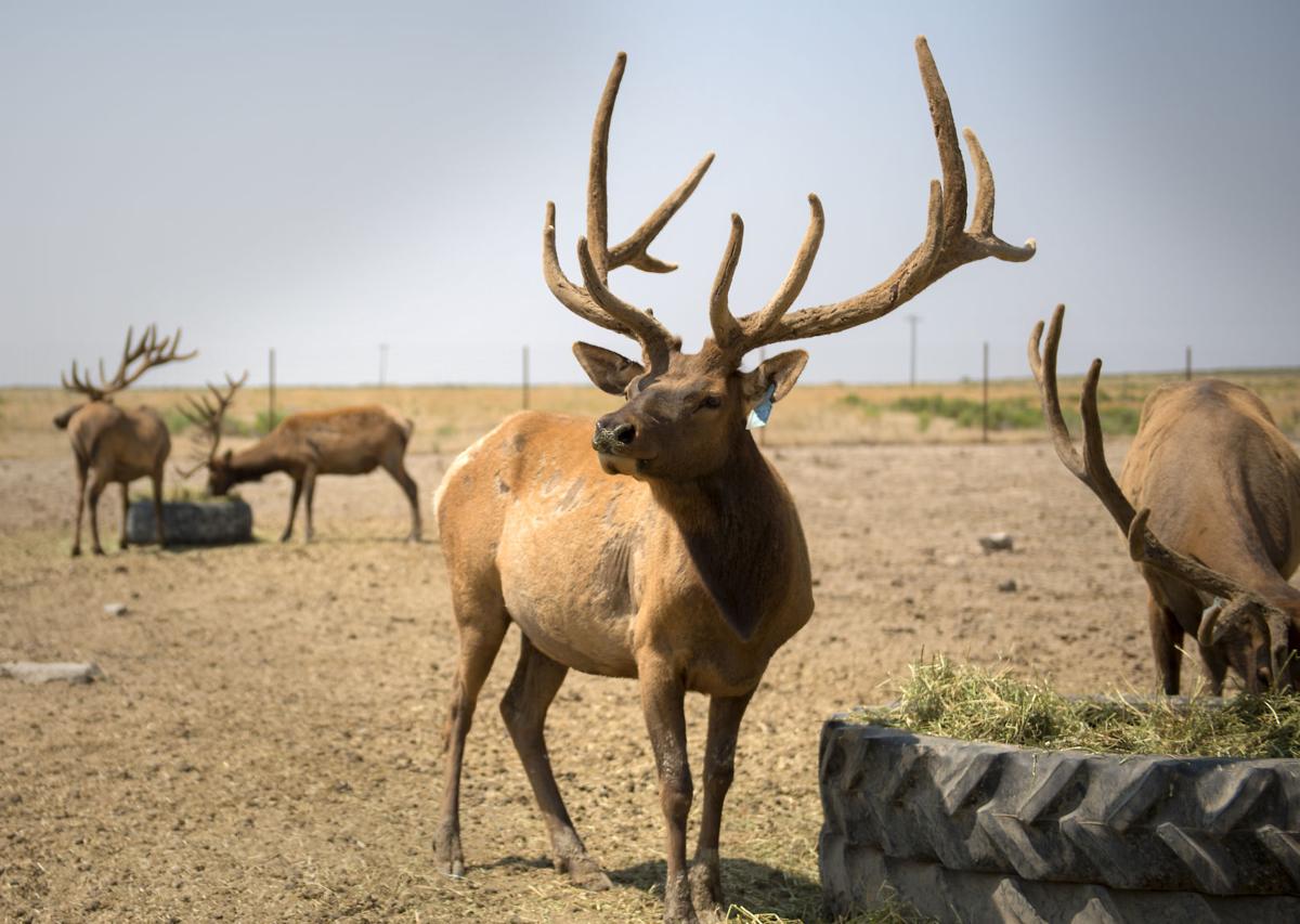 A group of elk bulls are standing next to a feeder in a pen.