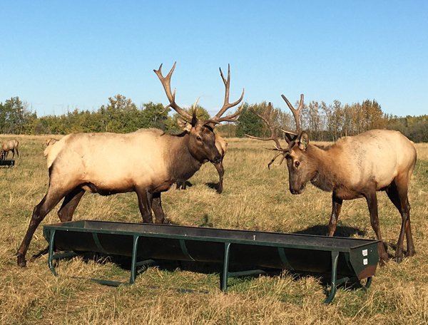 Two elk are about to eat from a trough in a green pasture.