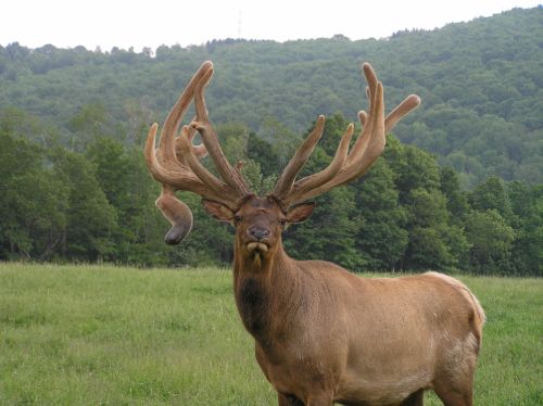 An elk is standing in a green field looking at the camera.