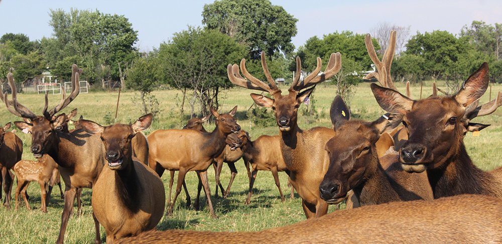 A herd of elk stand in a pasture and many of them are looking at the camera.