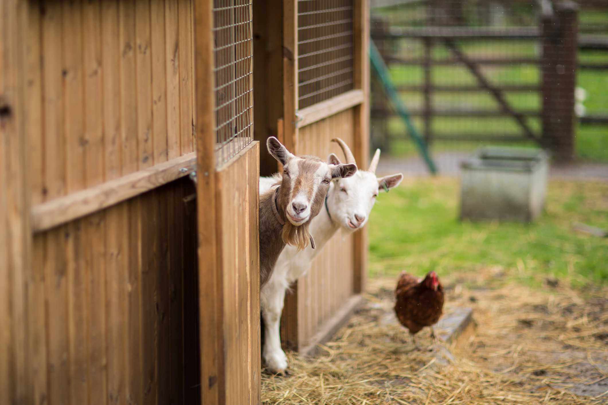 Two goats are sticking their heads out of a barn and looking at the camera.