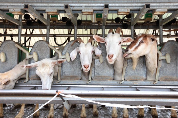 A line of goats stand in a milk parlour as they are being milked while they eat.