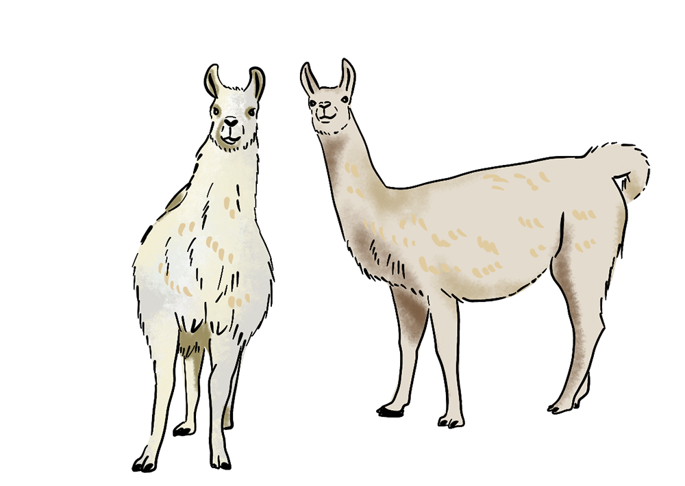 An illustration of two llamas standing together. 