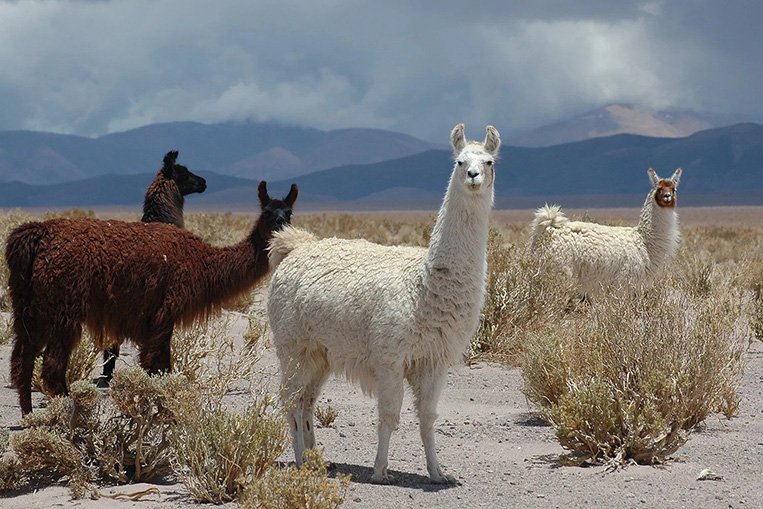 A group of four brown and white llamas stand in an open area with mountains in the background.