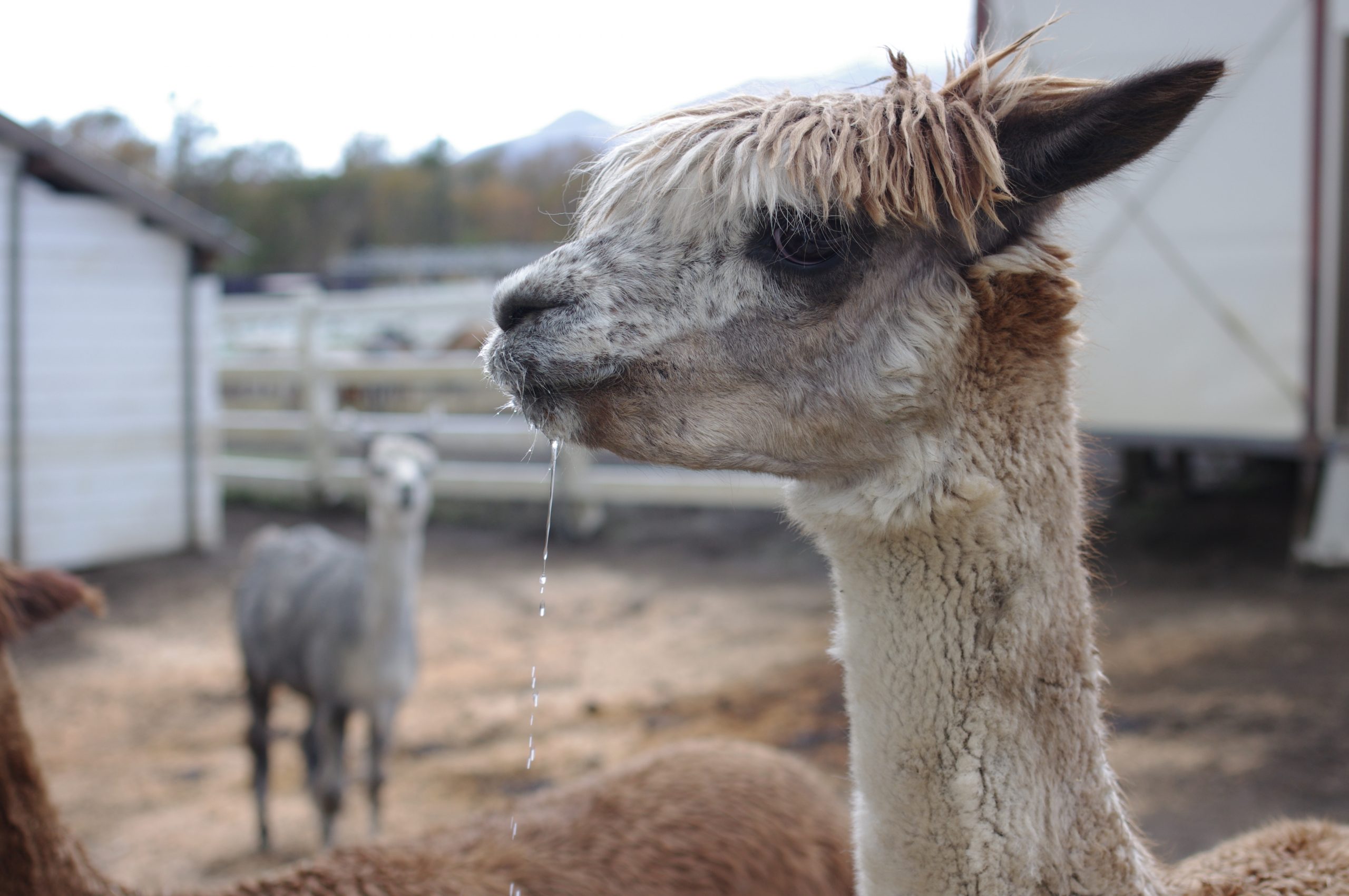 A llama has water dripping from its mouth while standing in a pen.