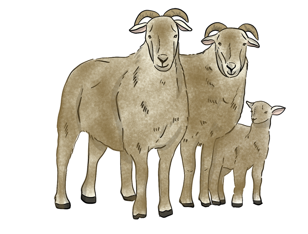 Three illustrated goats stand together.