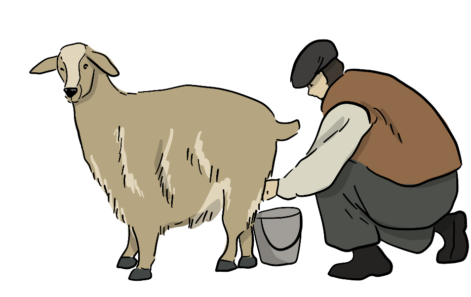 An illustrated settler is milking a goat into a pail. 