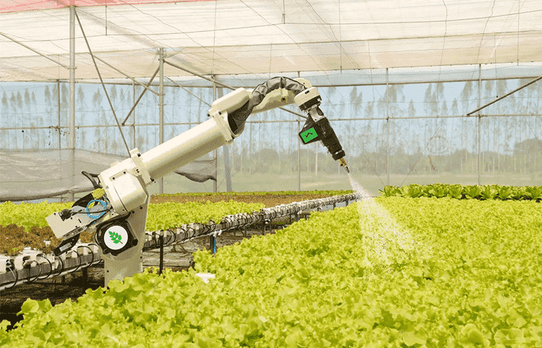 A line of cows are milked in a line by a milking machine.