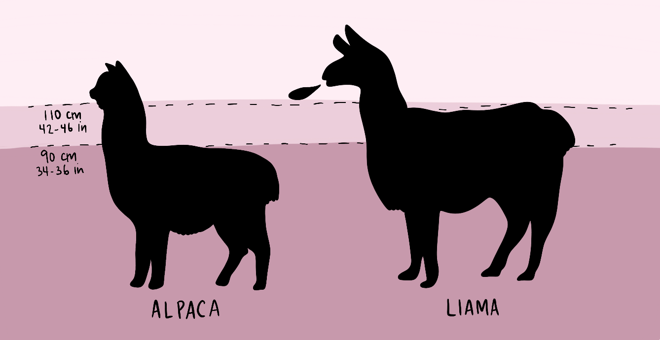 An illustration with an alpaca and a llama is shown with information about each animal including weight, size, what they are raised for, what they look like, differences in their fur coat, etc. 