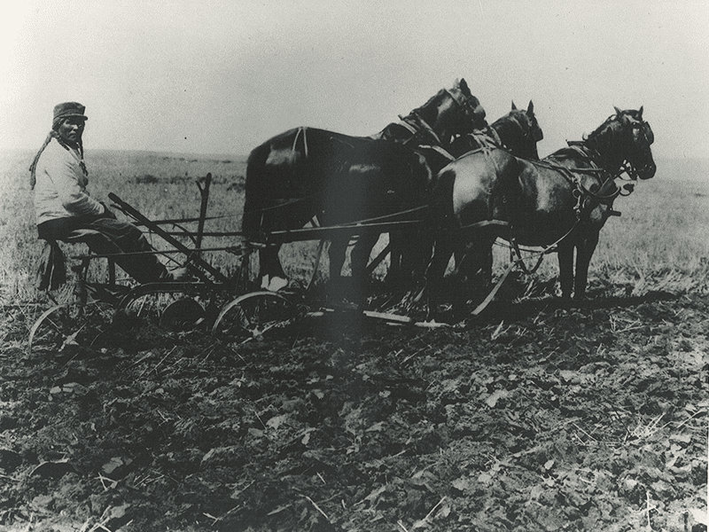 An Indigenous man is using a plow that is being pulled by three horses. 