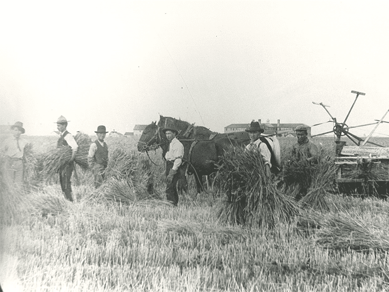 A group of farmers are harvesting grain in a farm field. 