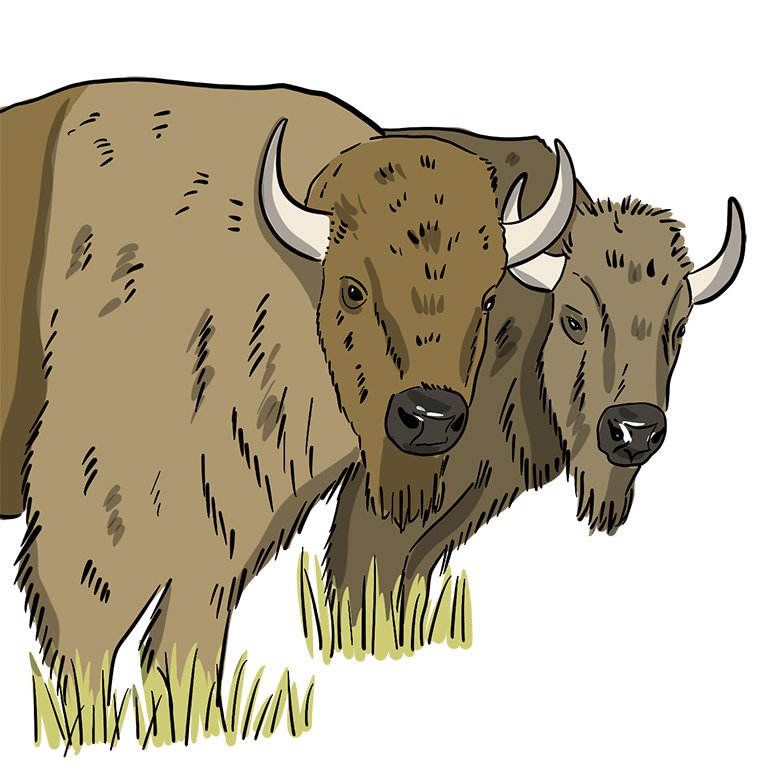 Two illustrated bison stand next to each other.