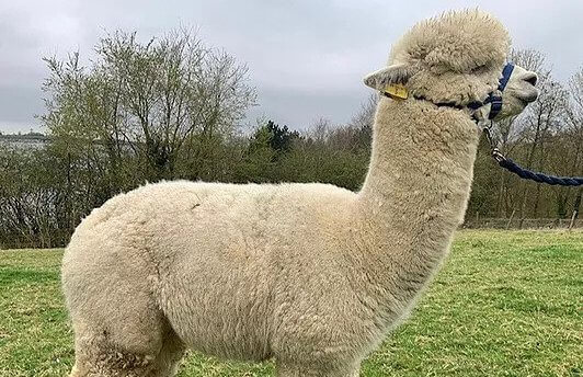 A male alpaca is stands in a green field with a halter on.