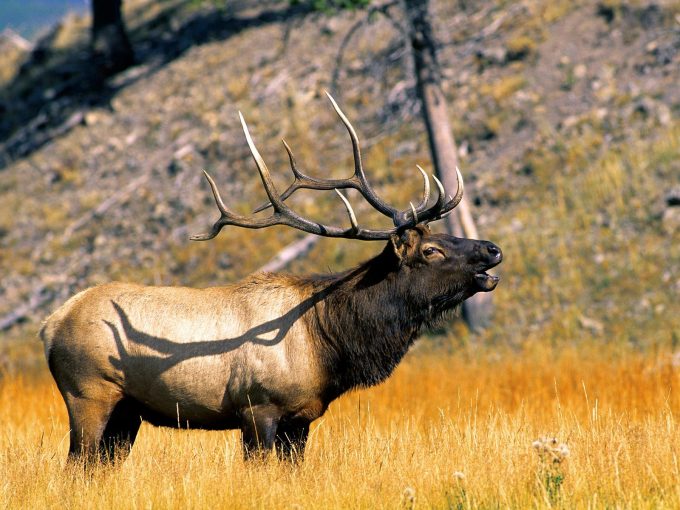 An elk has its mouth open, making sounds for other elks to hear.