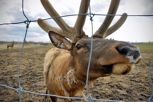 An elk is standing behind a wire fence, looking at the camera.