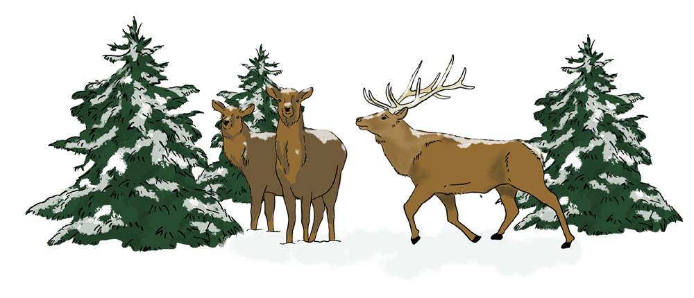 An illustrated elk herd is standing by snow-covered trees.