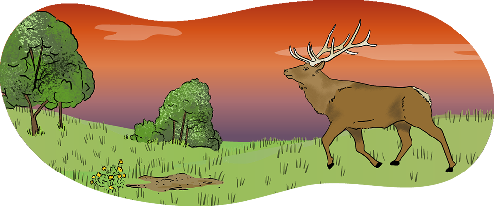 An illustrated elk is walking through a green pasture with a sunset in the background.