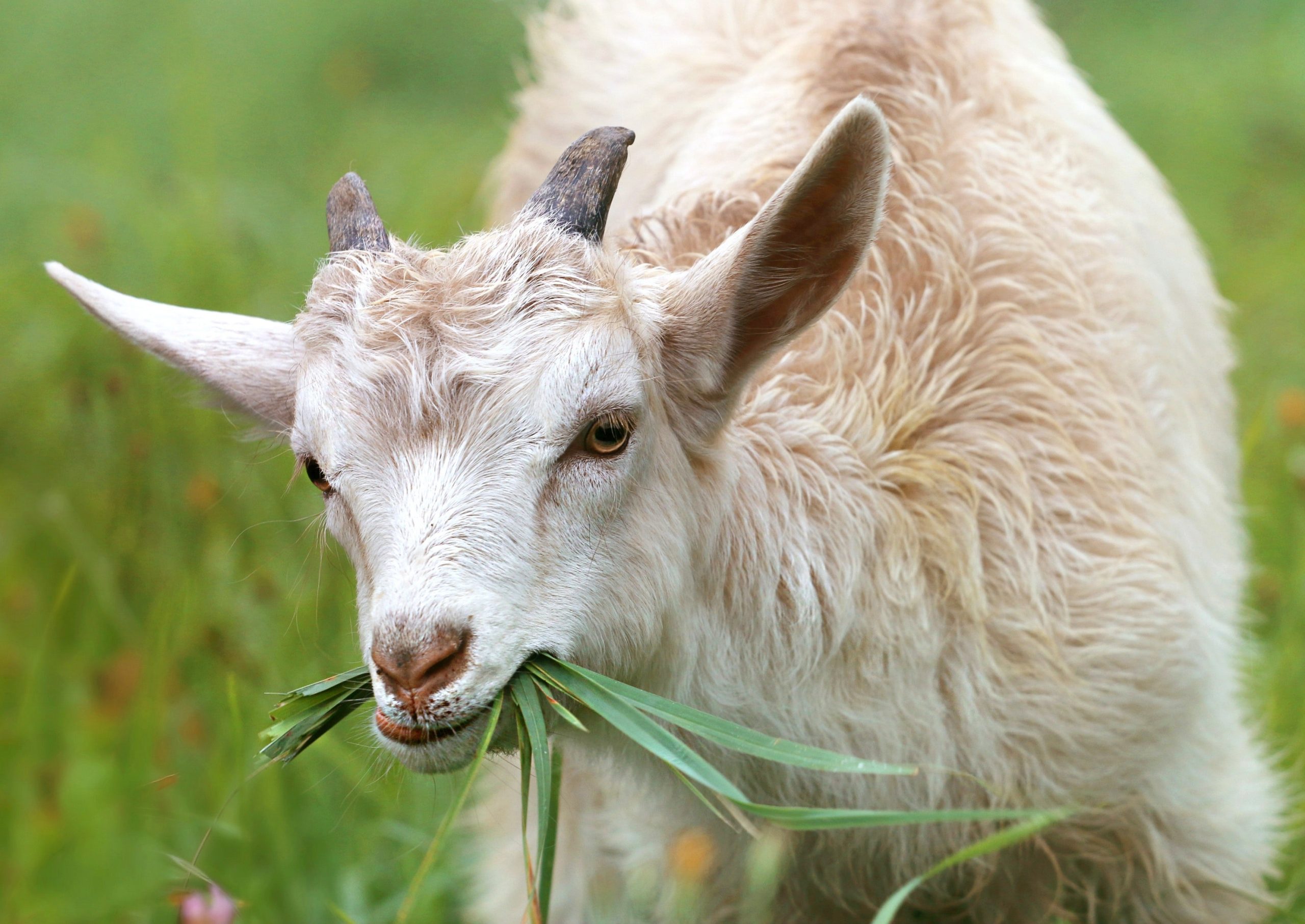 A goat chews a mouthful of grass in a field of tall green grass.