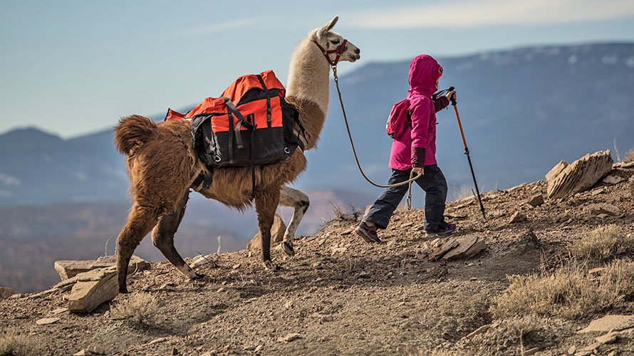 A person leads a llama with a pack on it through the mountains.