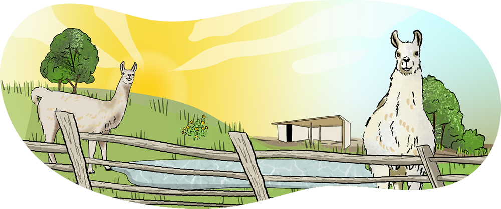 Two illustrated llamas stand in a field. There is a pond and a three-sided barn in the background.