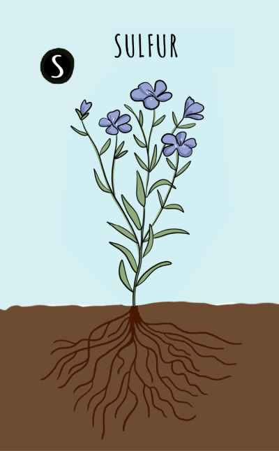 An illustrated canola plant is shown, as well as the roots below the soil. 